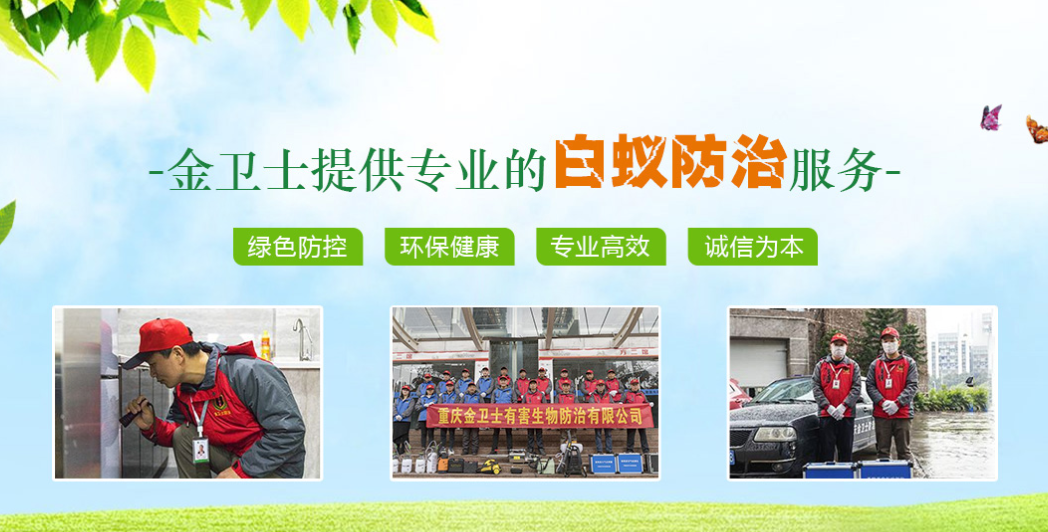 丑陋的蟑螂看起來很可怕。如何解決這種情況？